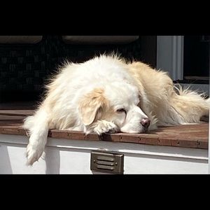 Meet your Posher, Suzanne